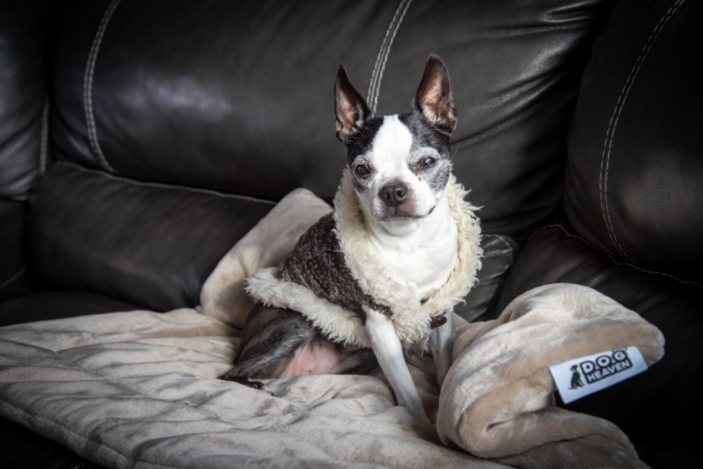 Fami Petcare Luxe Cloud Blanket - by Famigift