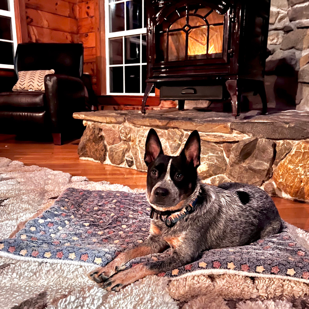 Fami Petcare Cloud Blanket - Pink with Bear - by Famigift