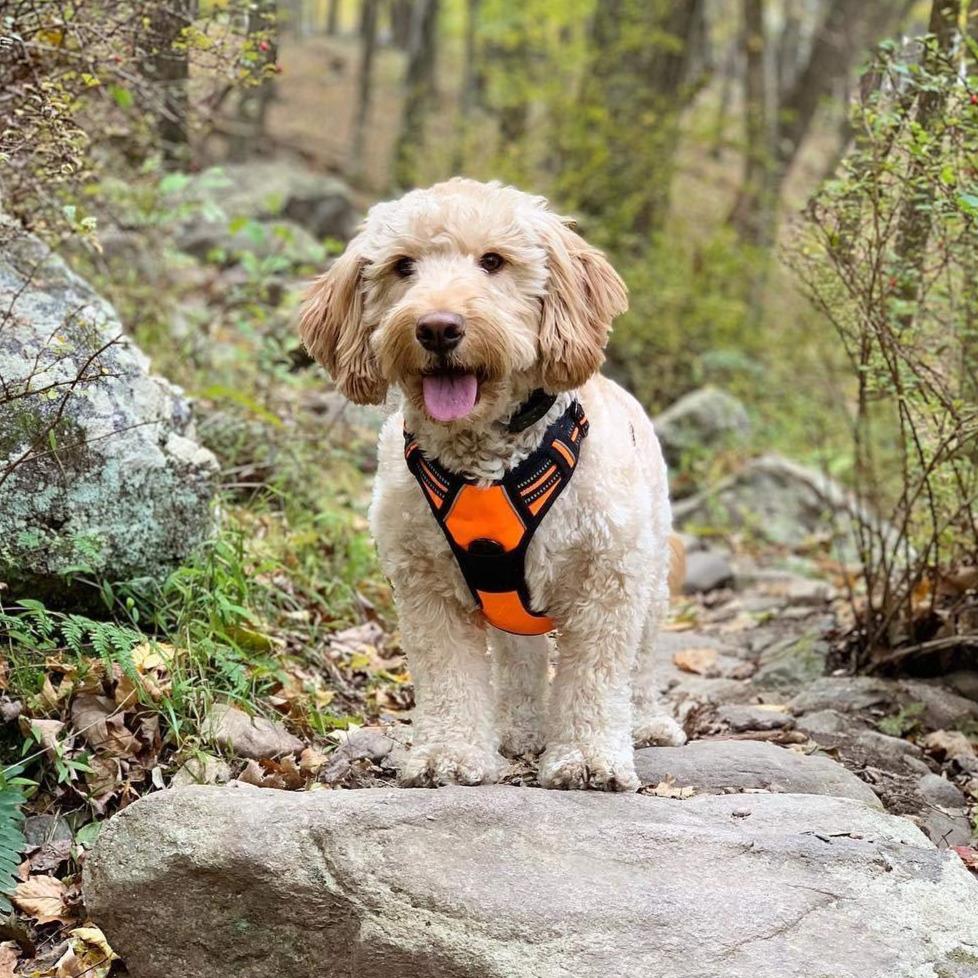 Y-shape Dog - Red - by Famigift