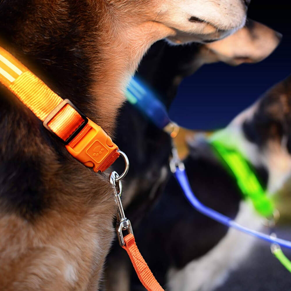 Safety LED Light Up Dog Leash With 3 Flashing Modes, Reflective & USB Rechargeable - by Famigift