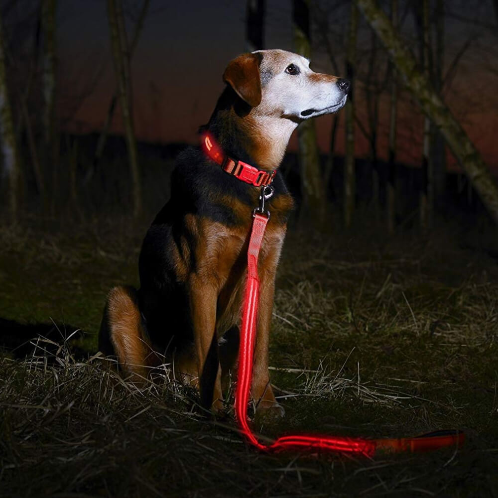 Safety LED Light Up Dog Leash With 3 Flashing Modes, Reflective & USB Rechargeable - Orange - by Famigift