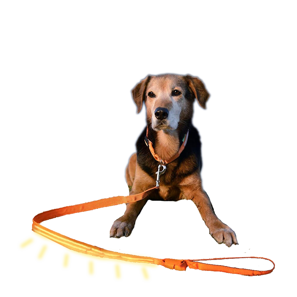 Safety LED Light Up Dog Leash With 3 Flashing Modes, Reflective & USB Rechargeable - Yellow - by Famigift