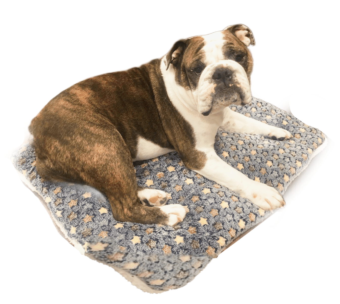 Fami Petcare Cloud Blanket - Blue with Stars - by Famigift