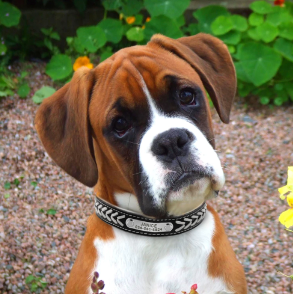 Fami Petcare Personalized Leather Collar - Blue - by Famigift