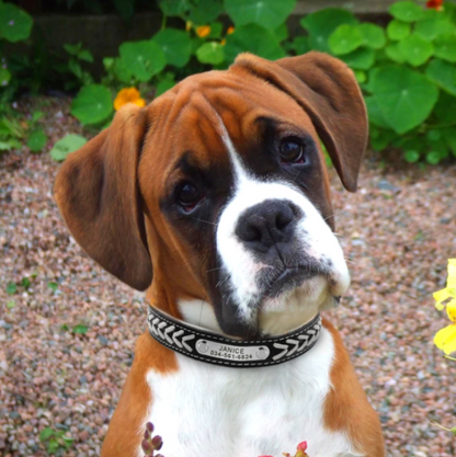 Fami Petcare Personalized Leather Collar - Blue - by Famigift