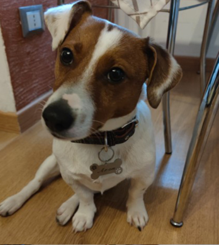 Fami Petcare Personalized ID Tag - Bone Tag - Black - by Famigift