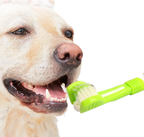 Fami Petcare Toothbrush - Orange - by Famigift