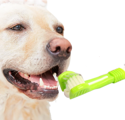 Fami Petcare Toothbrush - Orange - by Famigift