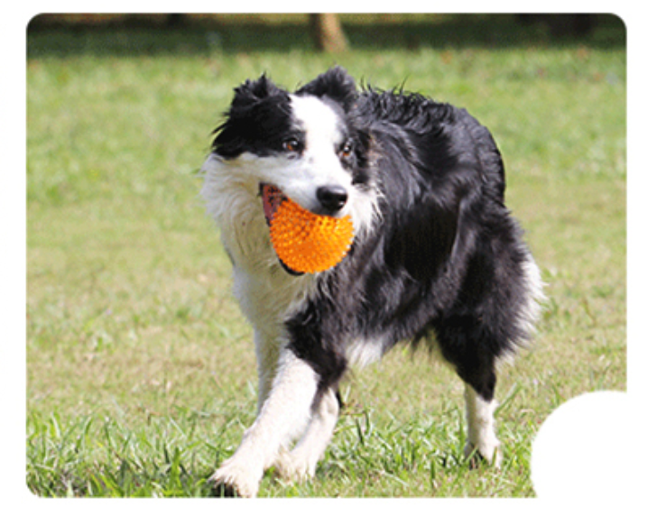 Fami Petcare Spiky Squeaker Ball - Orange - by Famigift