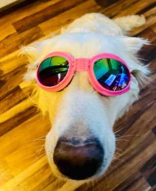 Fami Petcare 100% UV Protection Goggles - White - by Famigift