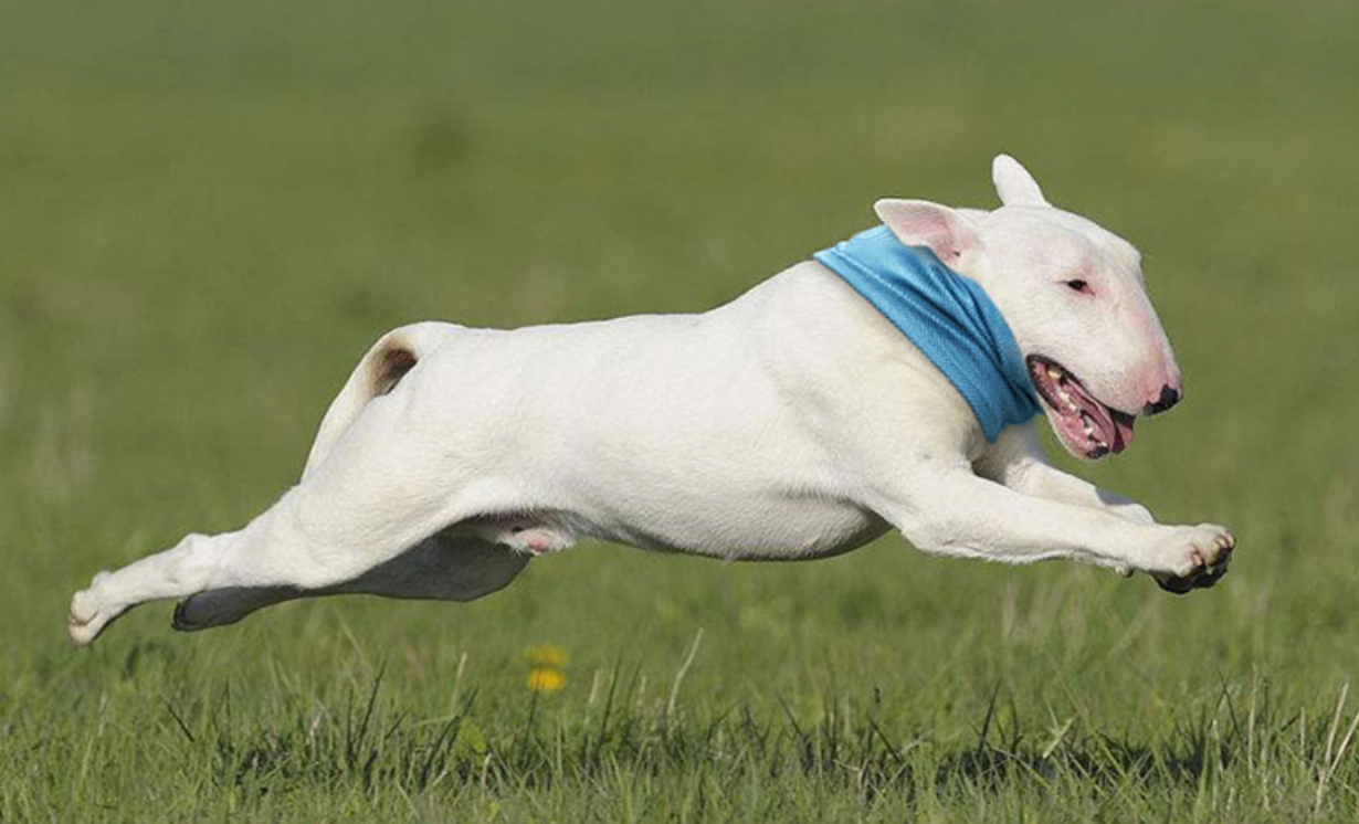 Fami Petcare Cooling Neck Wrap - Medium 15.74" - 17.71" Neck - by Famigift