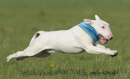 Fami Petcare Cooling Neck Wrap - Medium 15.74" - 17.71" Neck - by Famigift