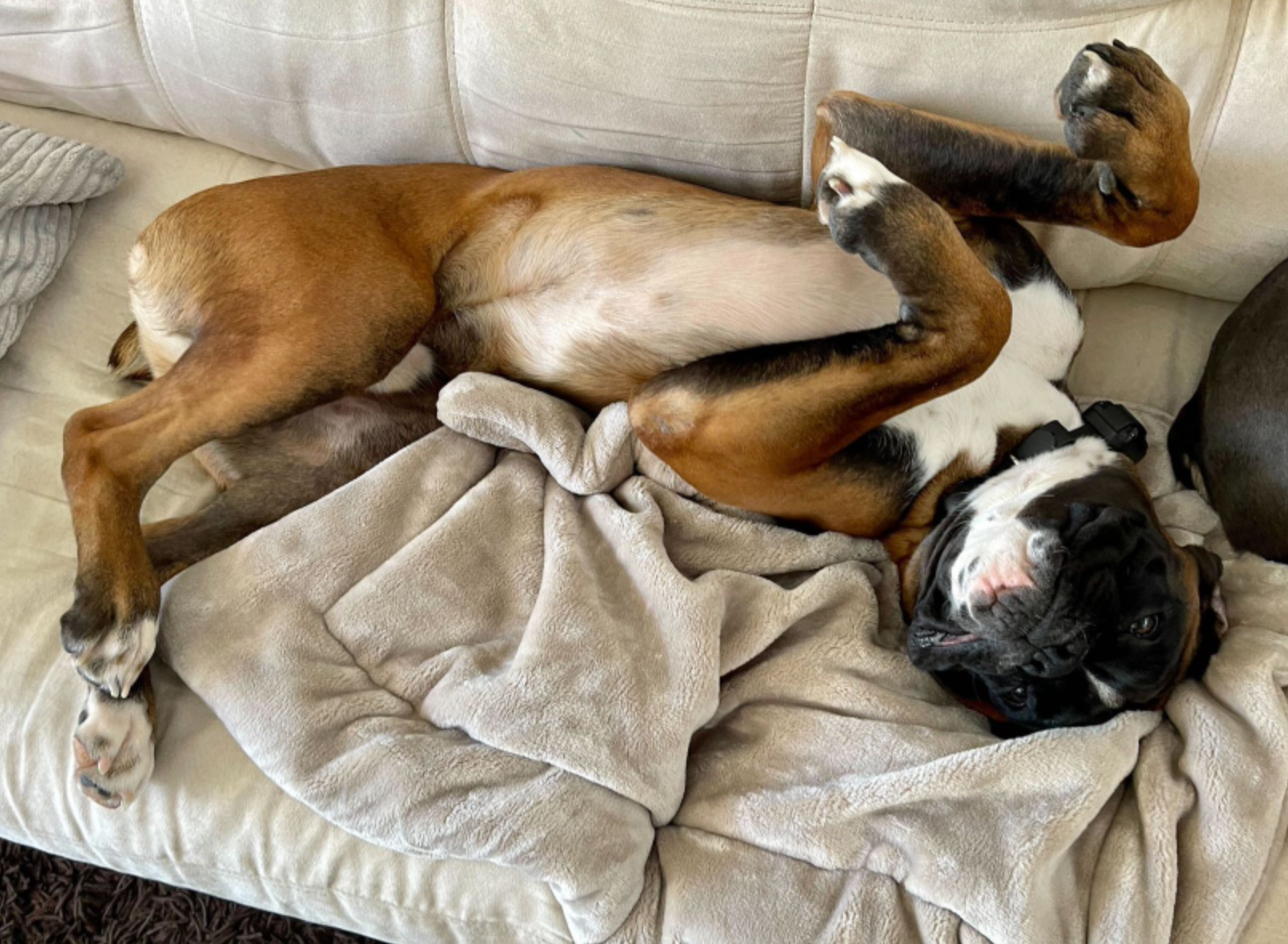 Fami Petcare Luxe Cloud Blanket - by Famigift